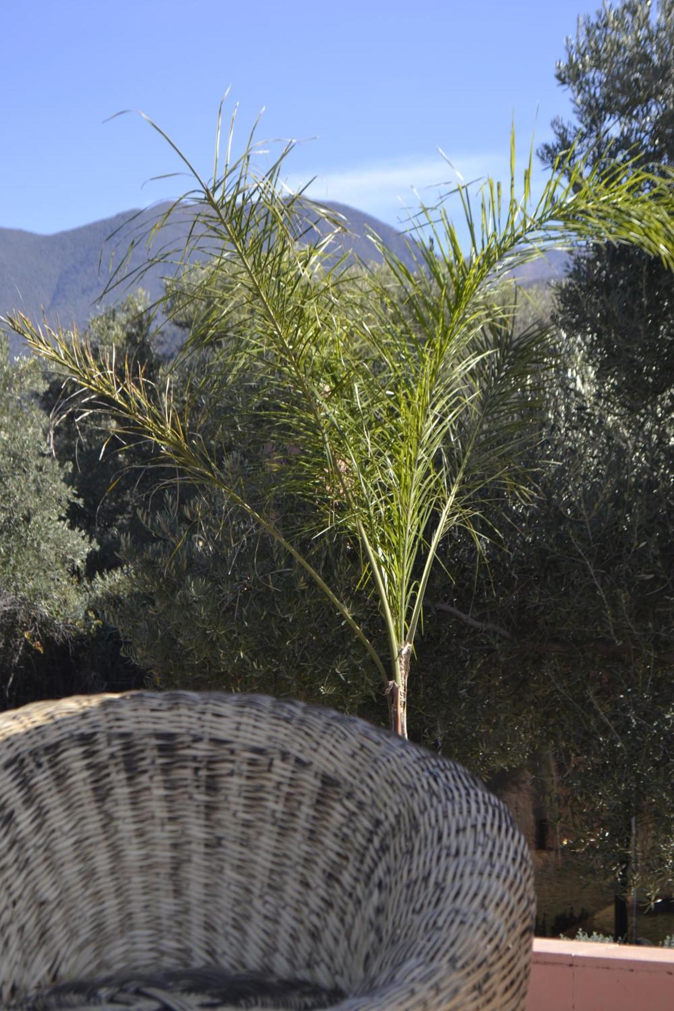 Villa Quince Ouirgane Dış mekan fotoğraf